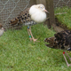 Illustration for article titled One Supergene May Determine Mating Strategies for These Male Birds